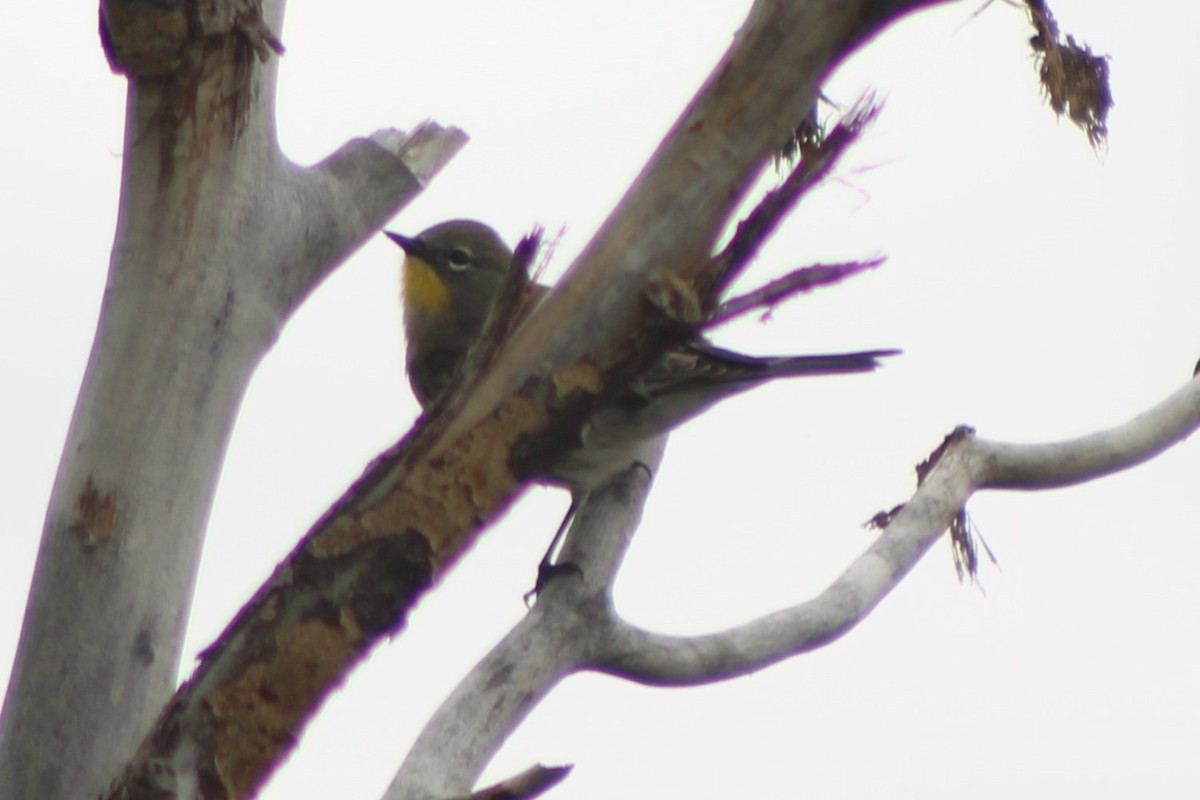 Yellow-rumped Warbler (Audubon's) - ML617630394