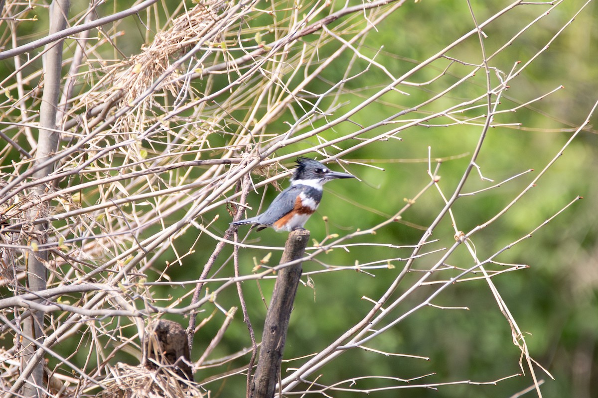 Belted Kingfisher - ML617630412