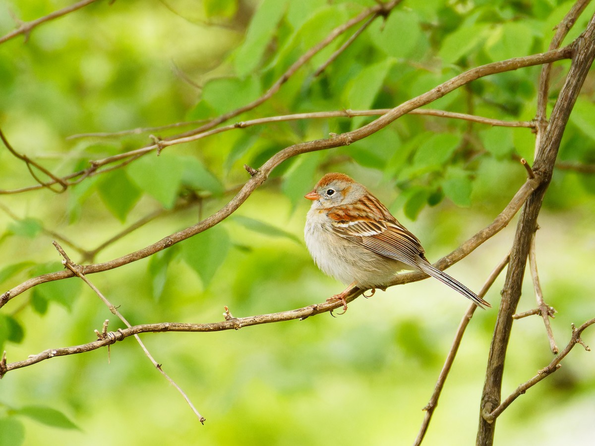 Field Sparrow - Ruogu Li