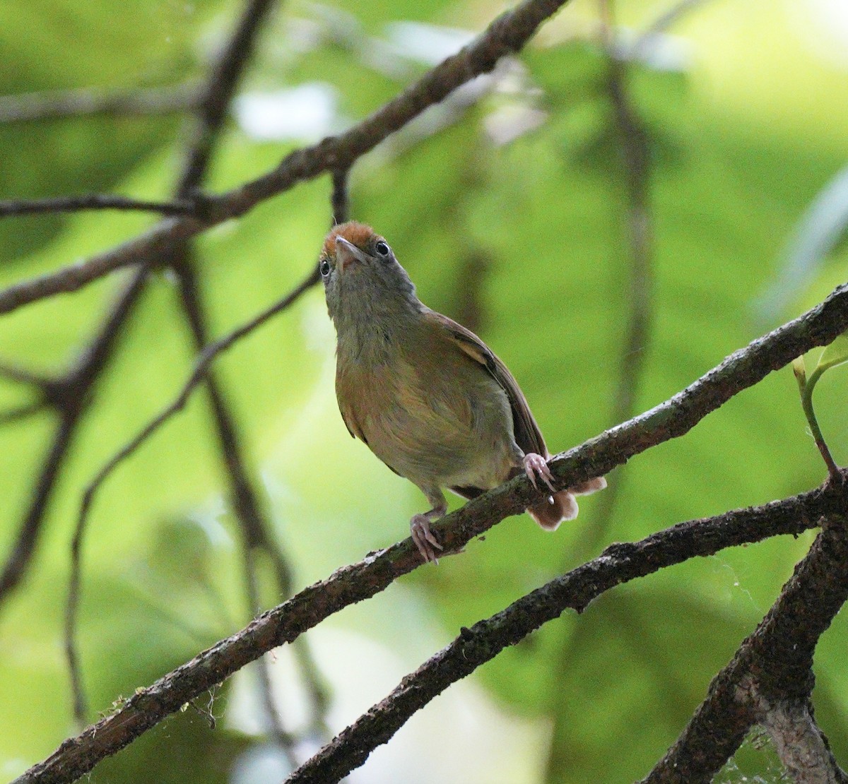 Tawny-crowned Greenlet - Taylor Abbott
