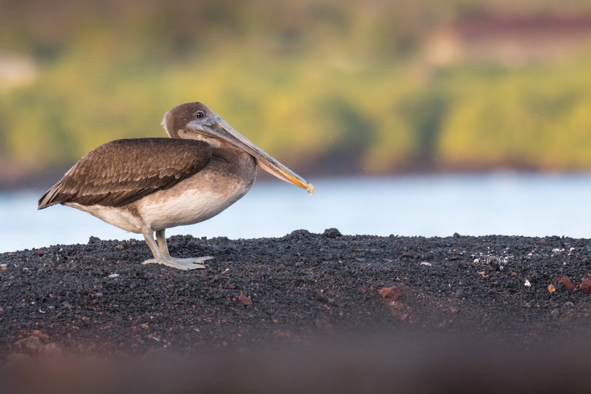 Brown Pelican (Galapagos) - ML617630467