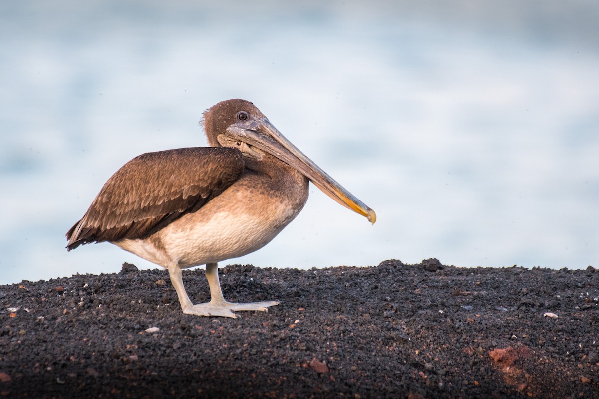 Brown Pelican (Galapagos) - ML617630469