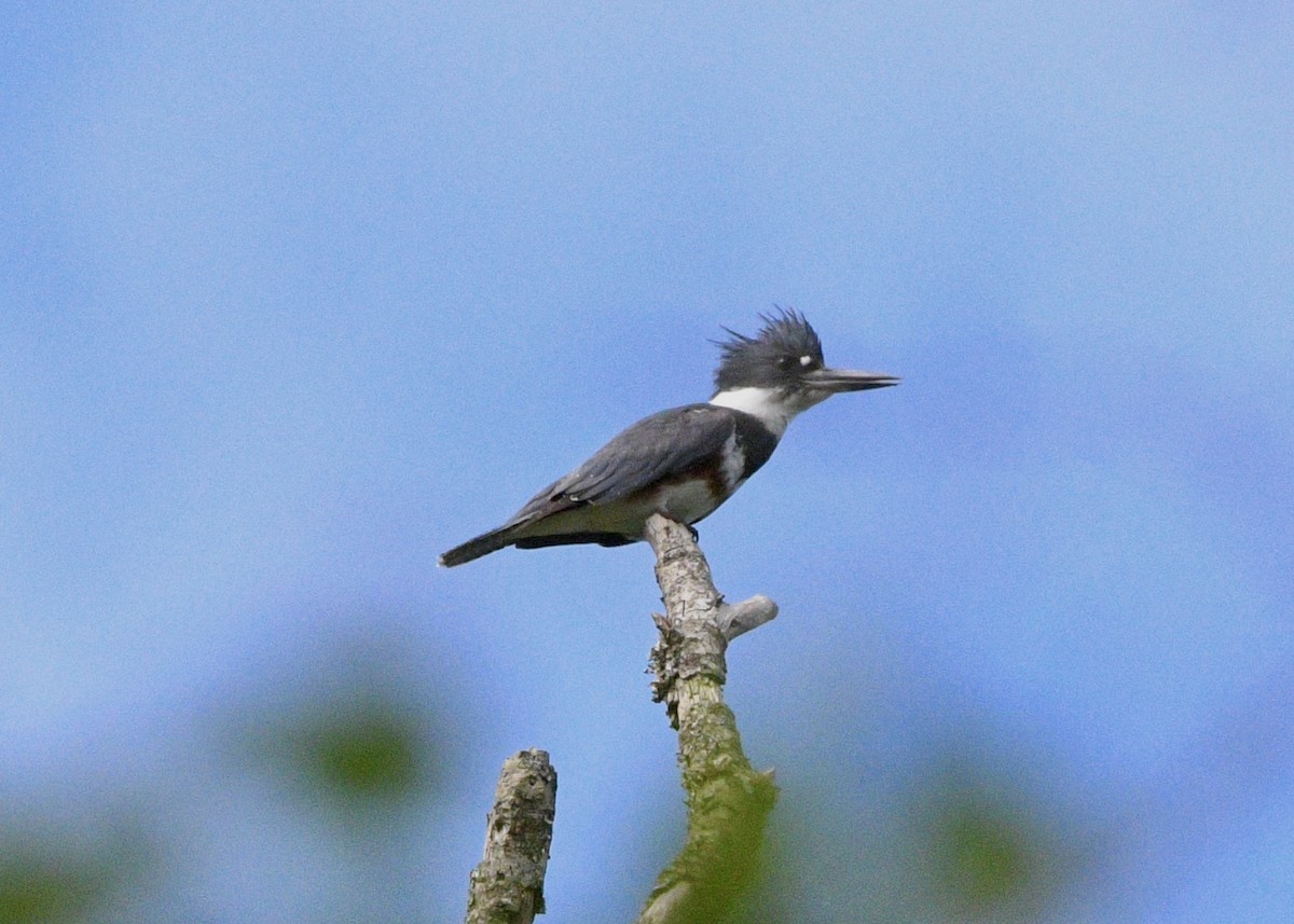 Belted Kingfisher - ML617630483