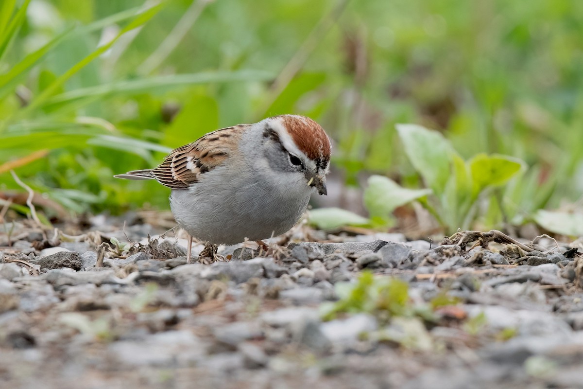Chipping Sparrow - ML617630503