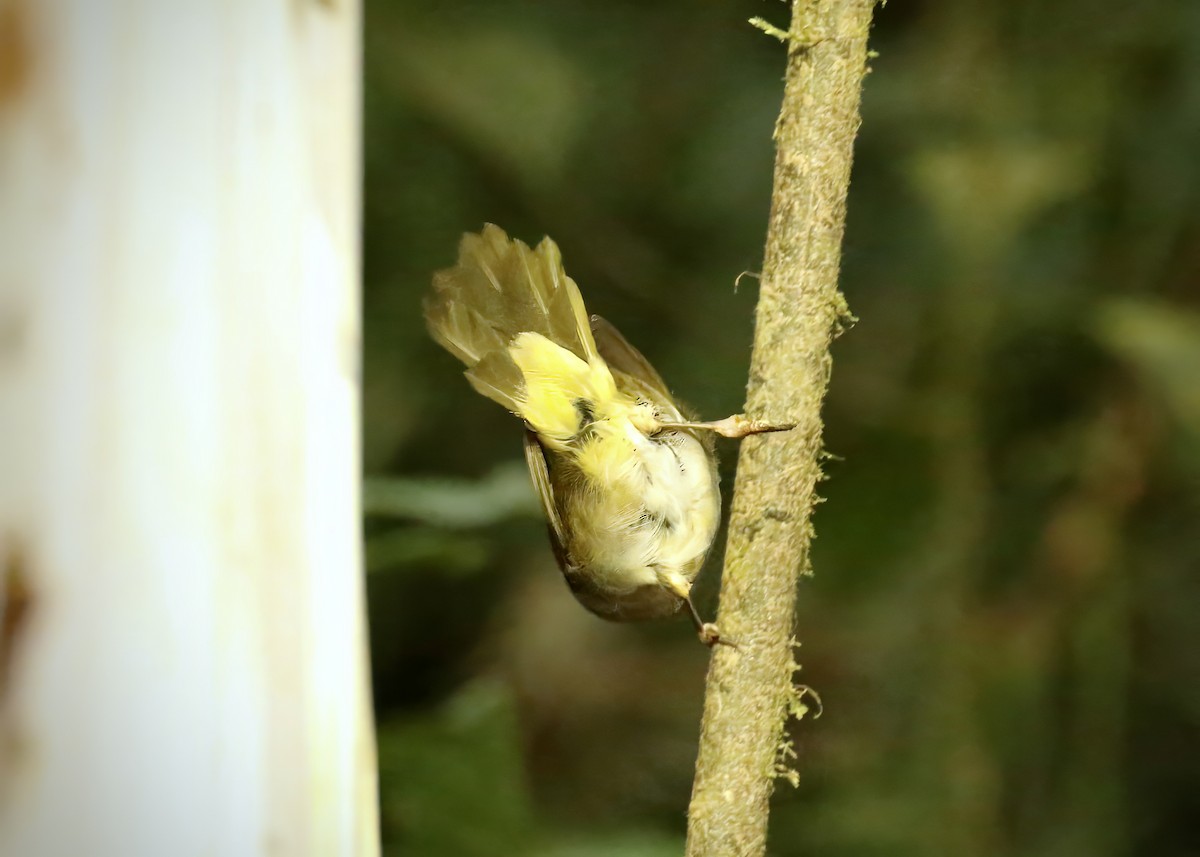 Russet-crowned Warbler - Katrina Moilanen