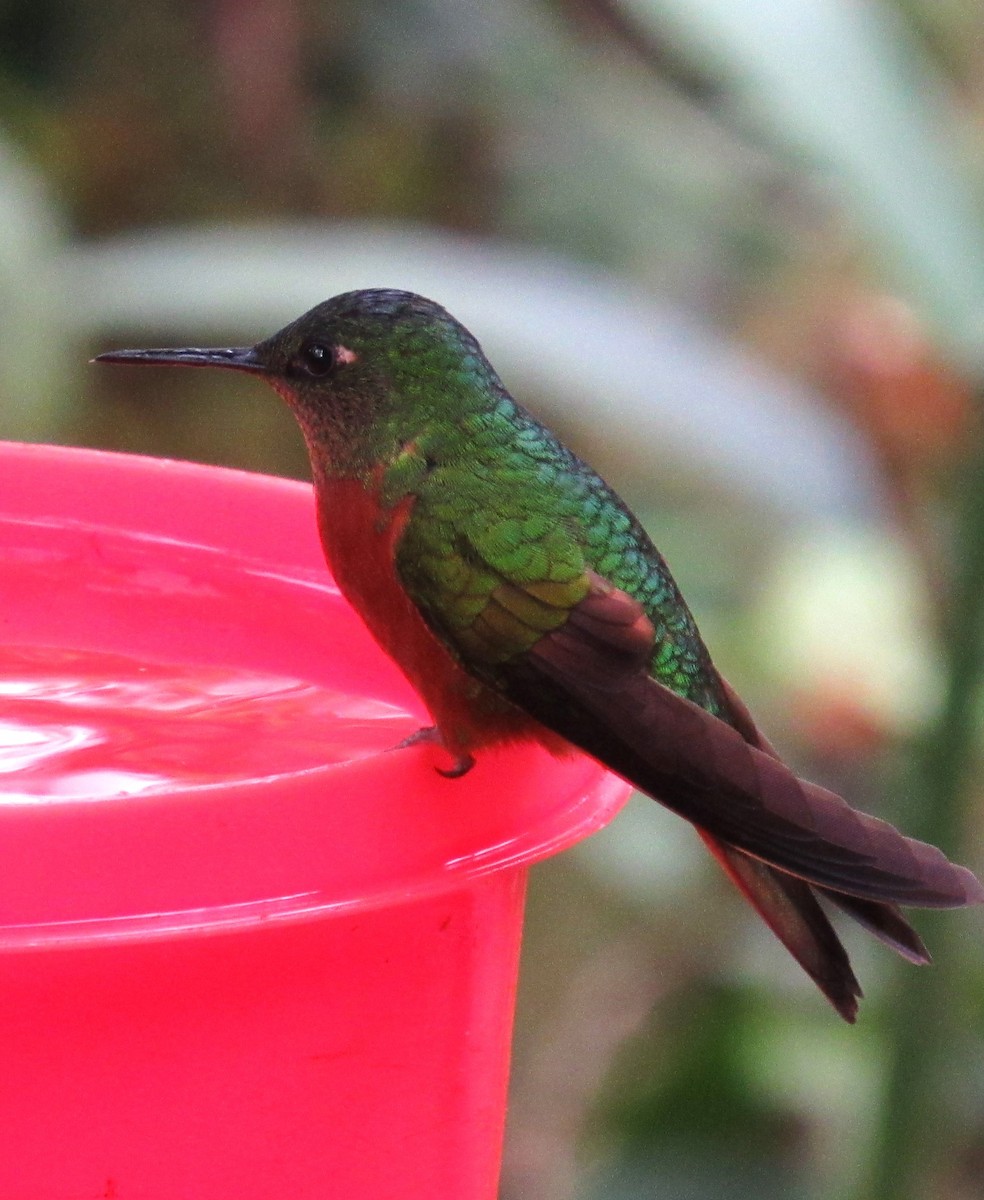 kolibřík peruánský - ML617630506