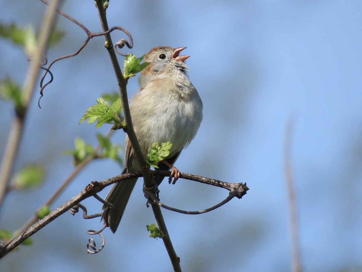 Field Sparrow - ML617630568