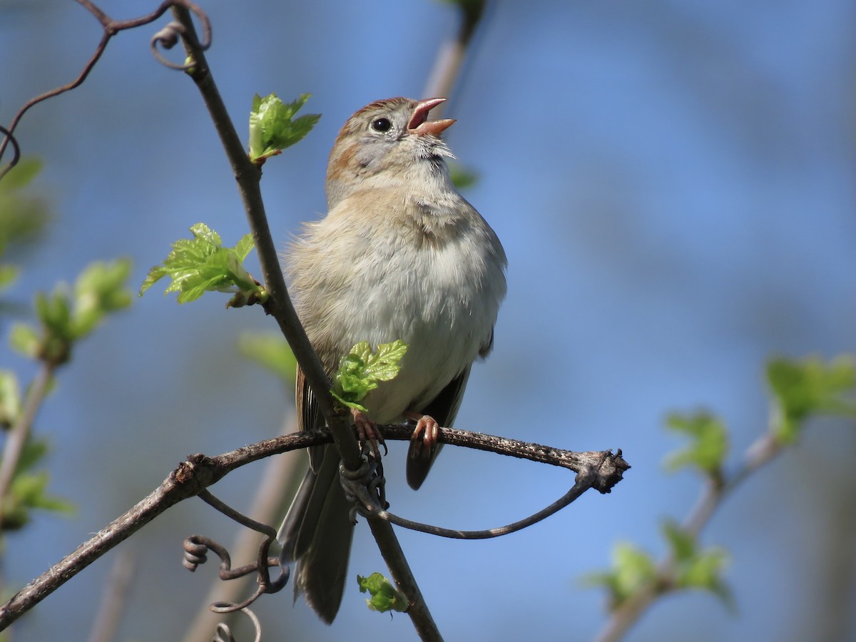 Field Sparrow - ML617630569