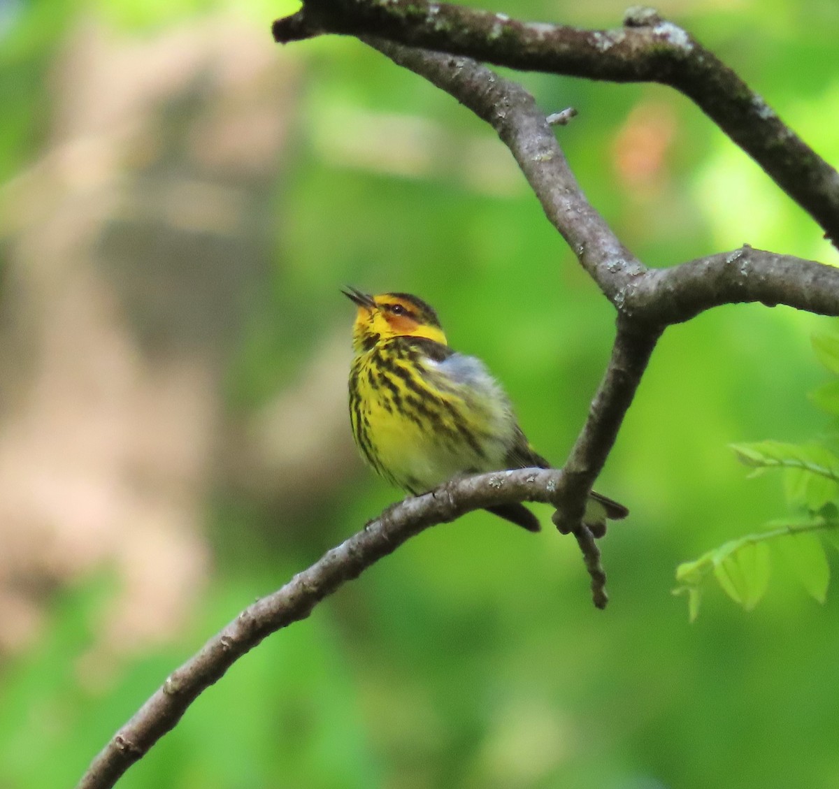 Cape May Warbler - ML617630593