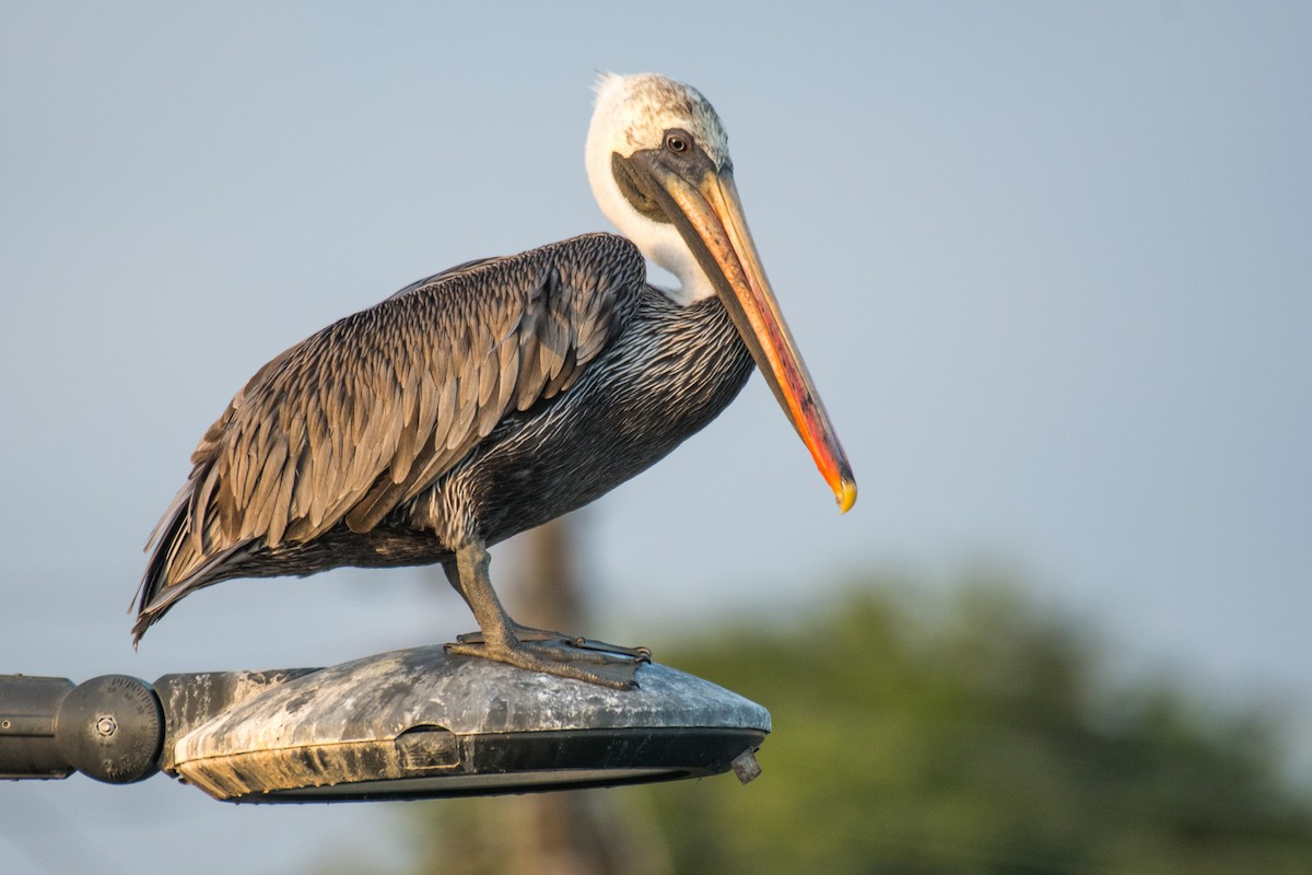 Brown Pelican (Galapagos) - Ian Hearn
