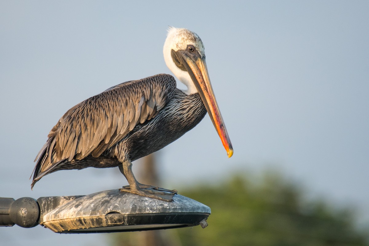 Brown Pelican (Galapagos) - ML617630642