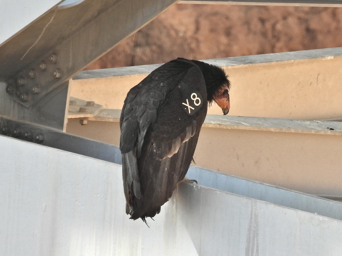 California Condor - Nan Perkins