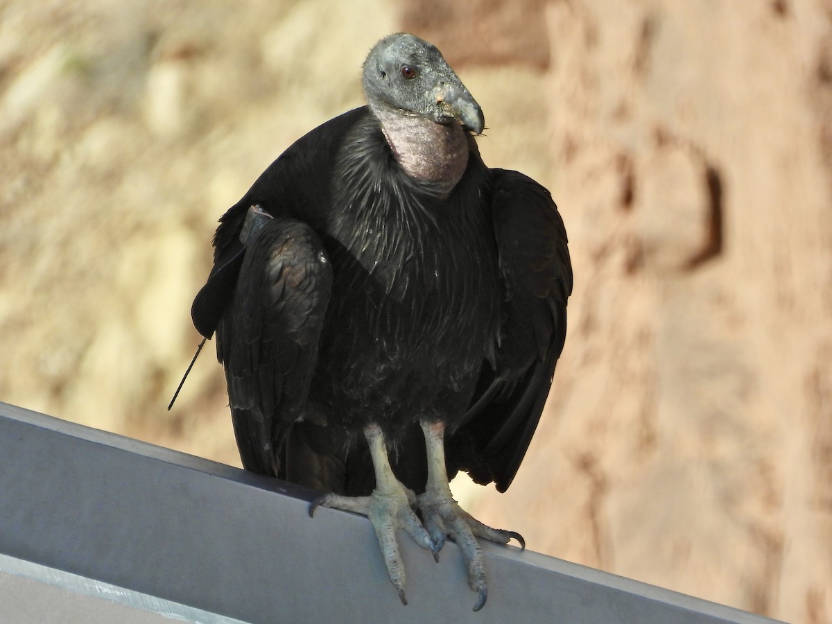 California Condor - ML617630686