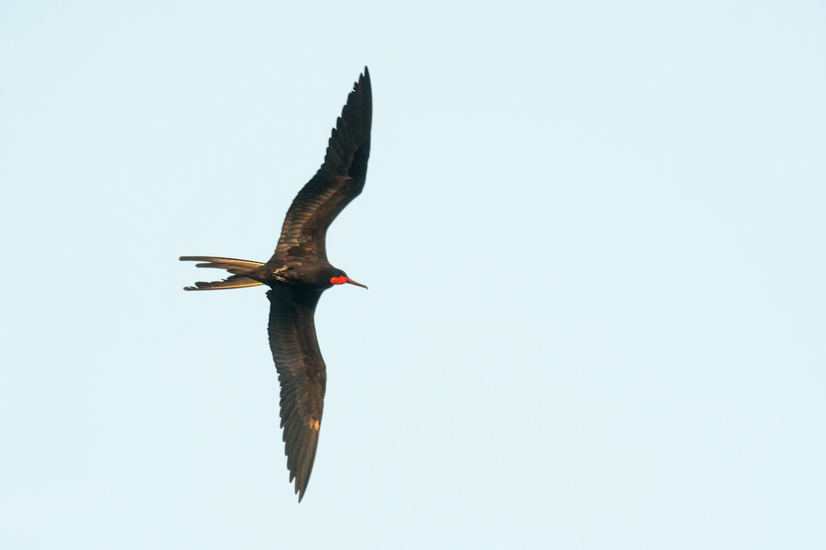 Magnificent Frigatebird - Ian Hearn