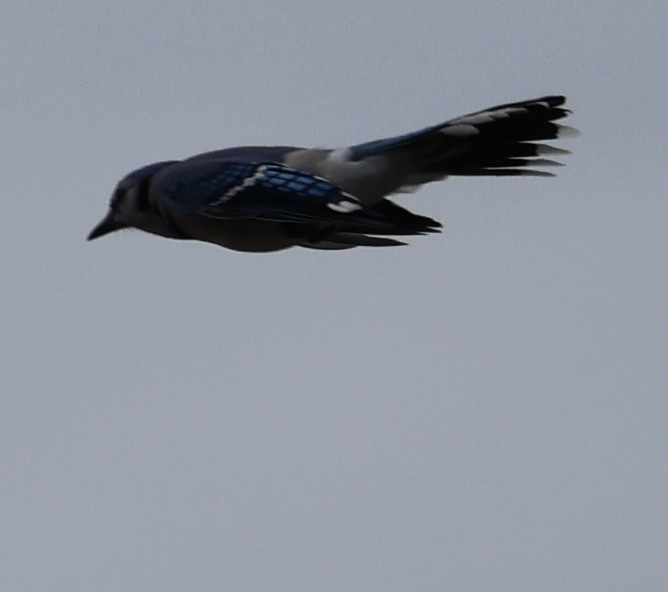 Blue Jay - burton balkind