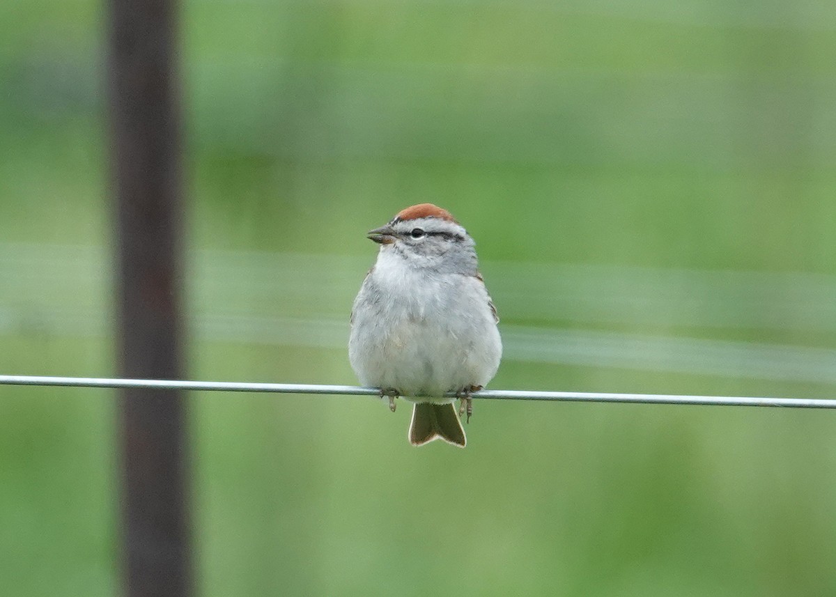 Chipping Sparrow - N. Wade Snyder