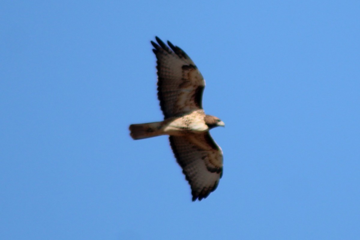 Red-tailed Hawk (calurus/alascensis) - ML617630915