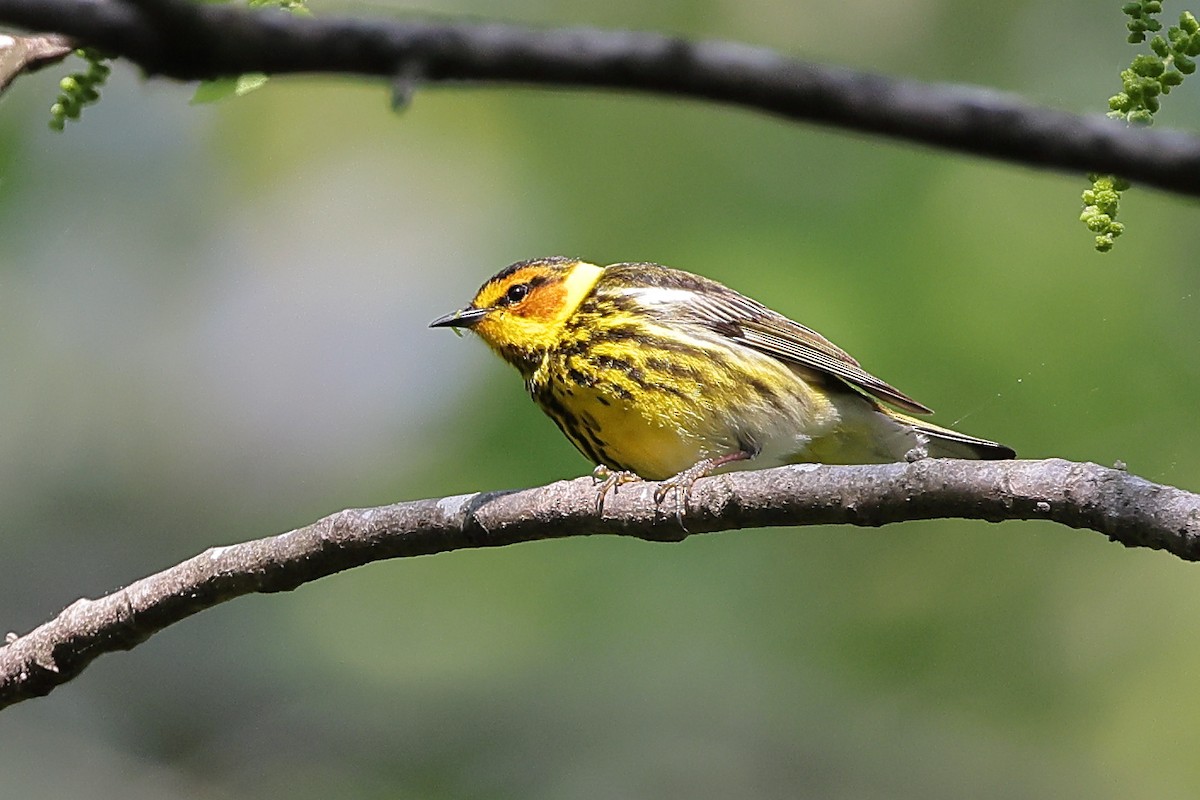 Cape May Warbler - ML617630924
