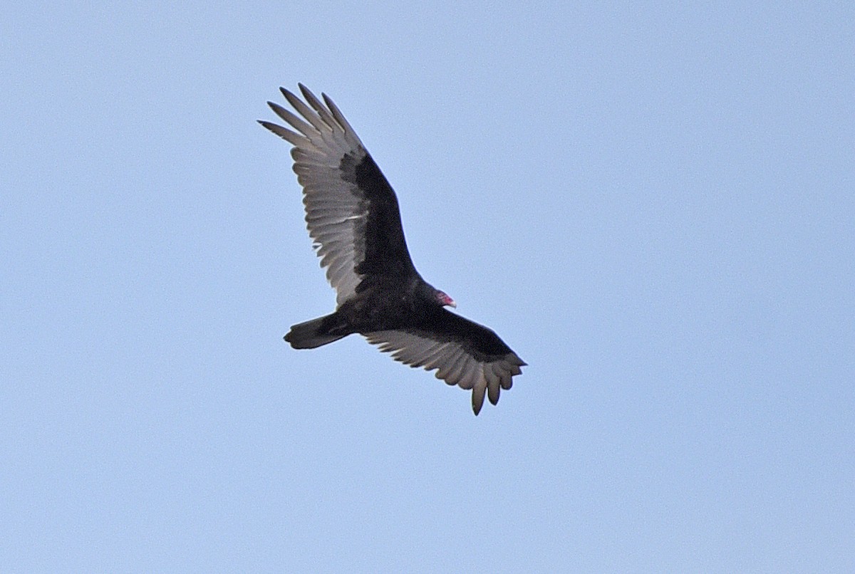 Turkey Vulture - ML617630934