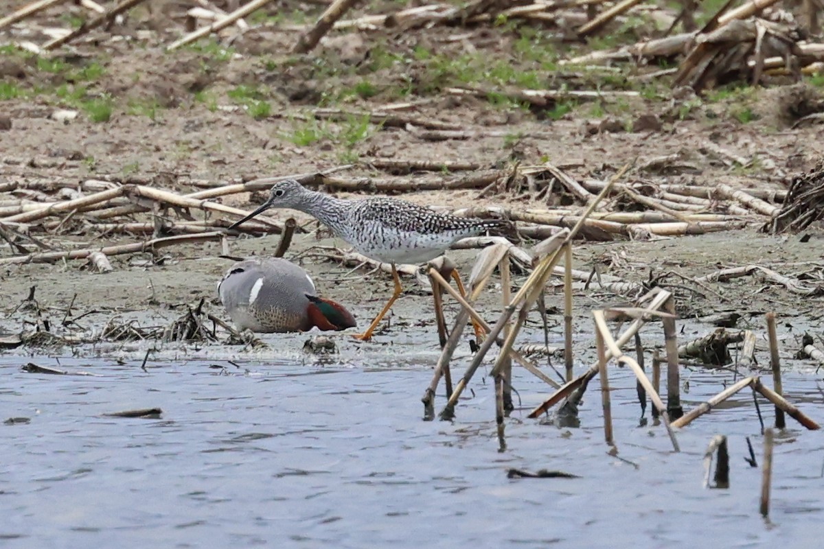 Greater Yellowlegs - Jen Armstrong
