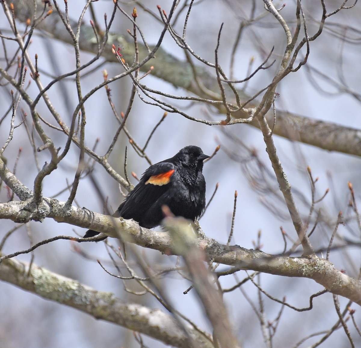Red-winged Blackbird - Timothy Barry