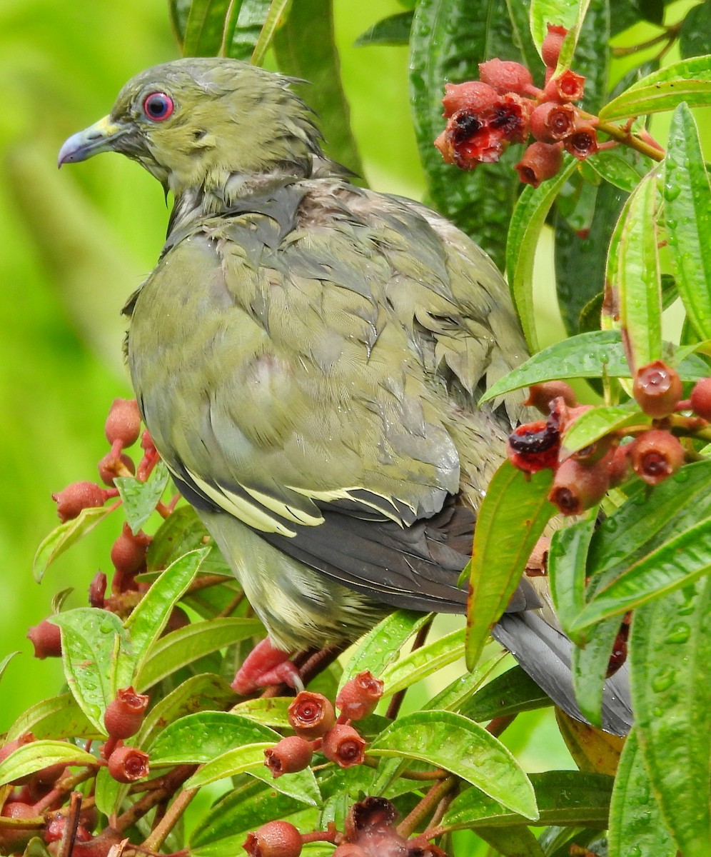 Pink-necked Green-Pigeon - ML617631042