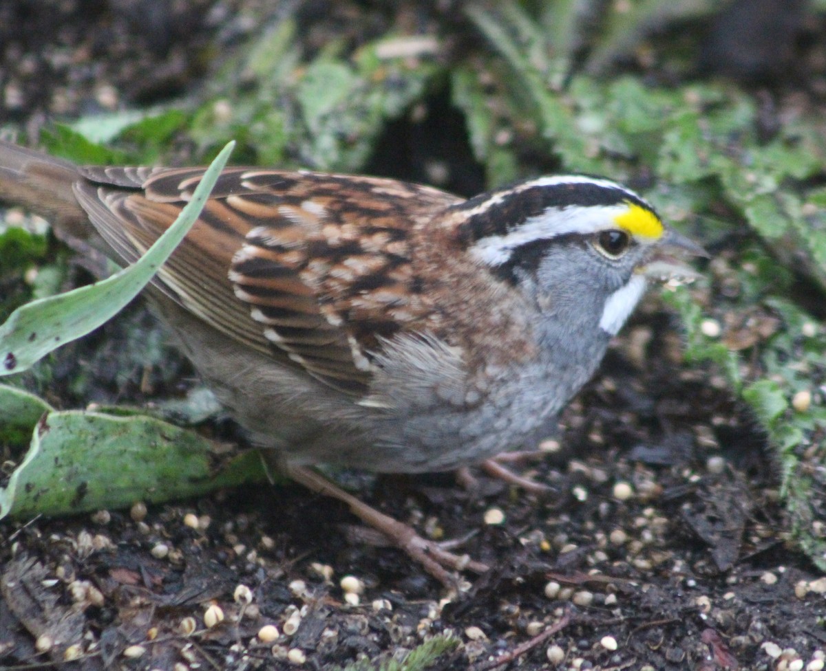 White-throated Sparrow - ML617631089