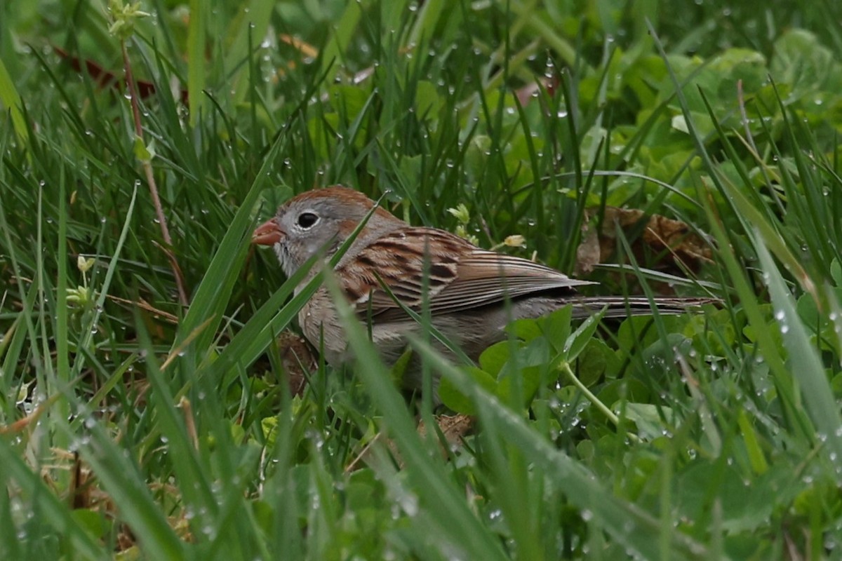 Field Sparrow - ML617631105