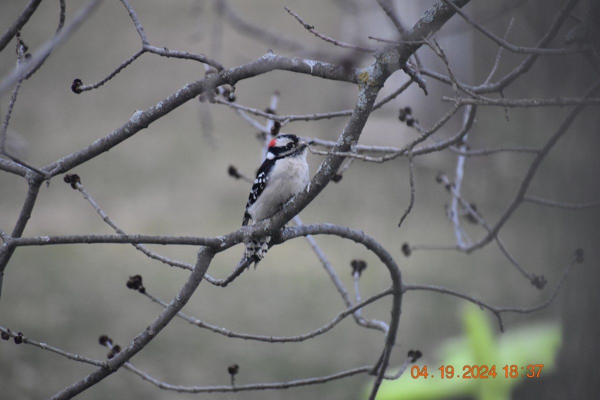 Downy Woodpecker - Deb Muzzy
