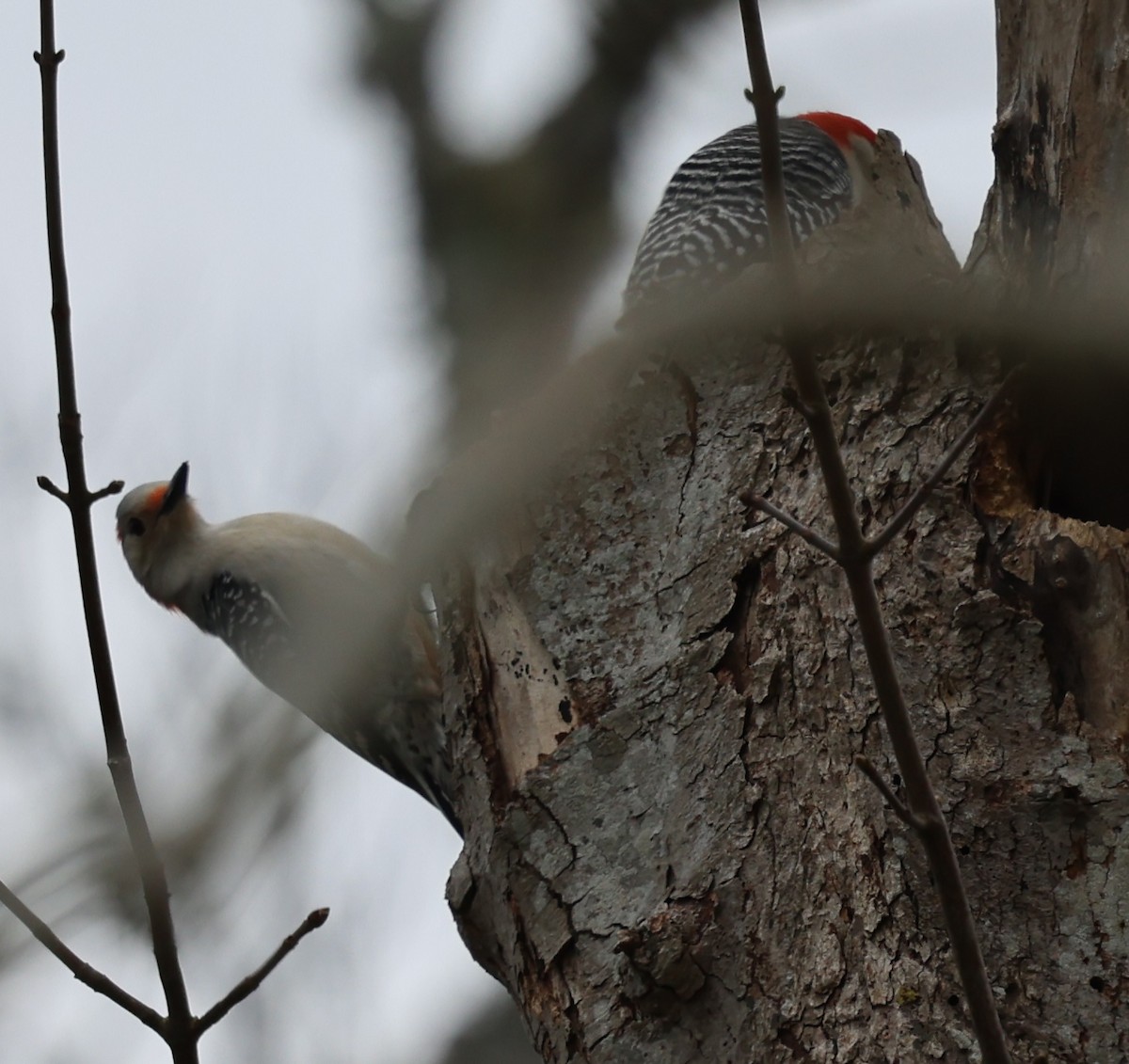 Red-bellied Woodpecker - burton balkind