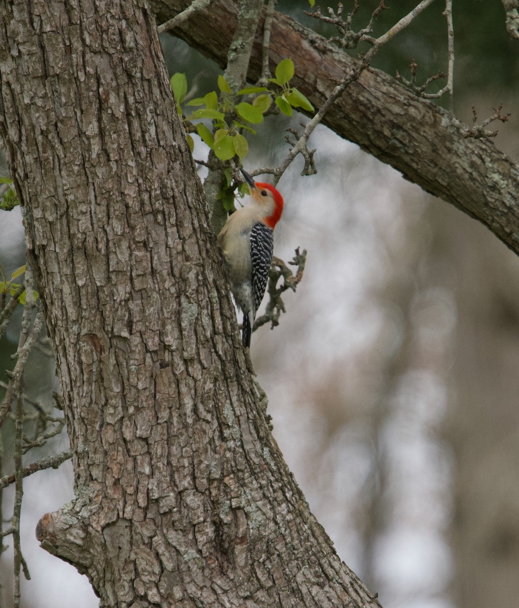 Red-bellied Woodpecker - Nancie Rostrup