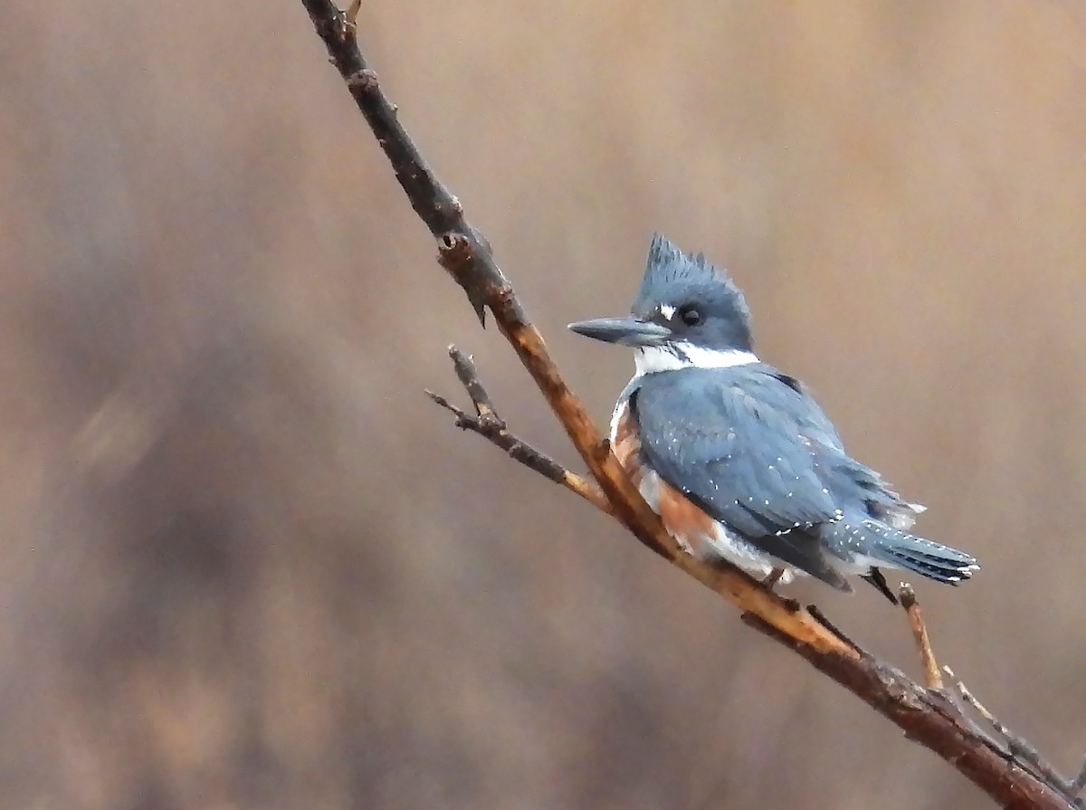 Belted Kingfisher - ML617631115