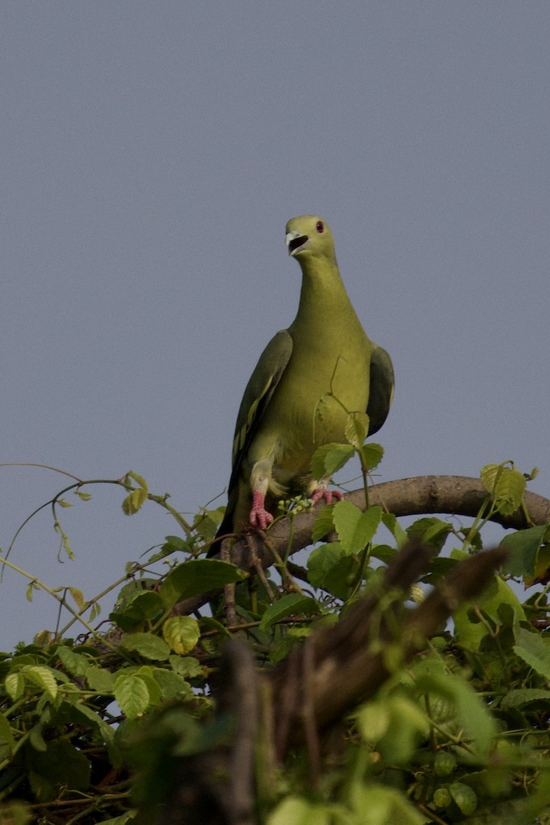 Pink-necked Green-Pigeon - ML617631167