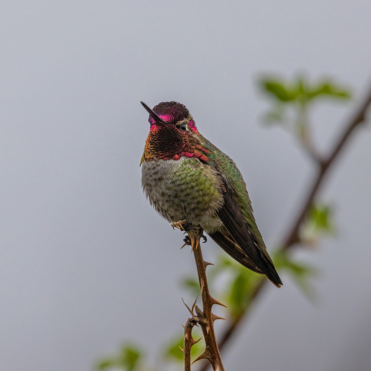 Anna's Hummingbird - ML617631200