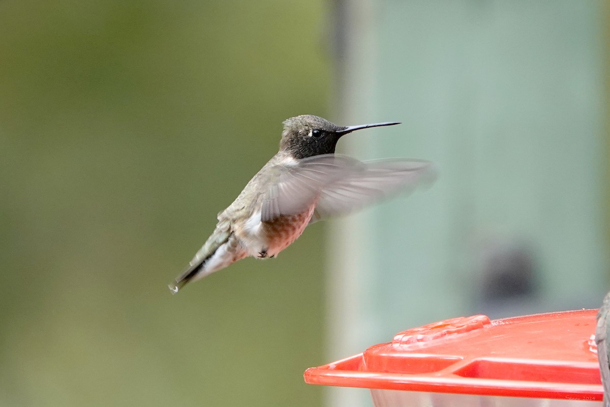 Black-chinned Hummingbird - Steve Neely
