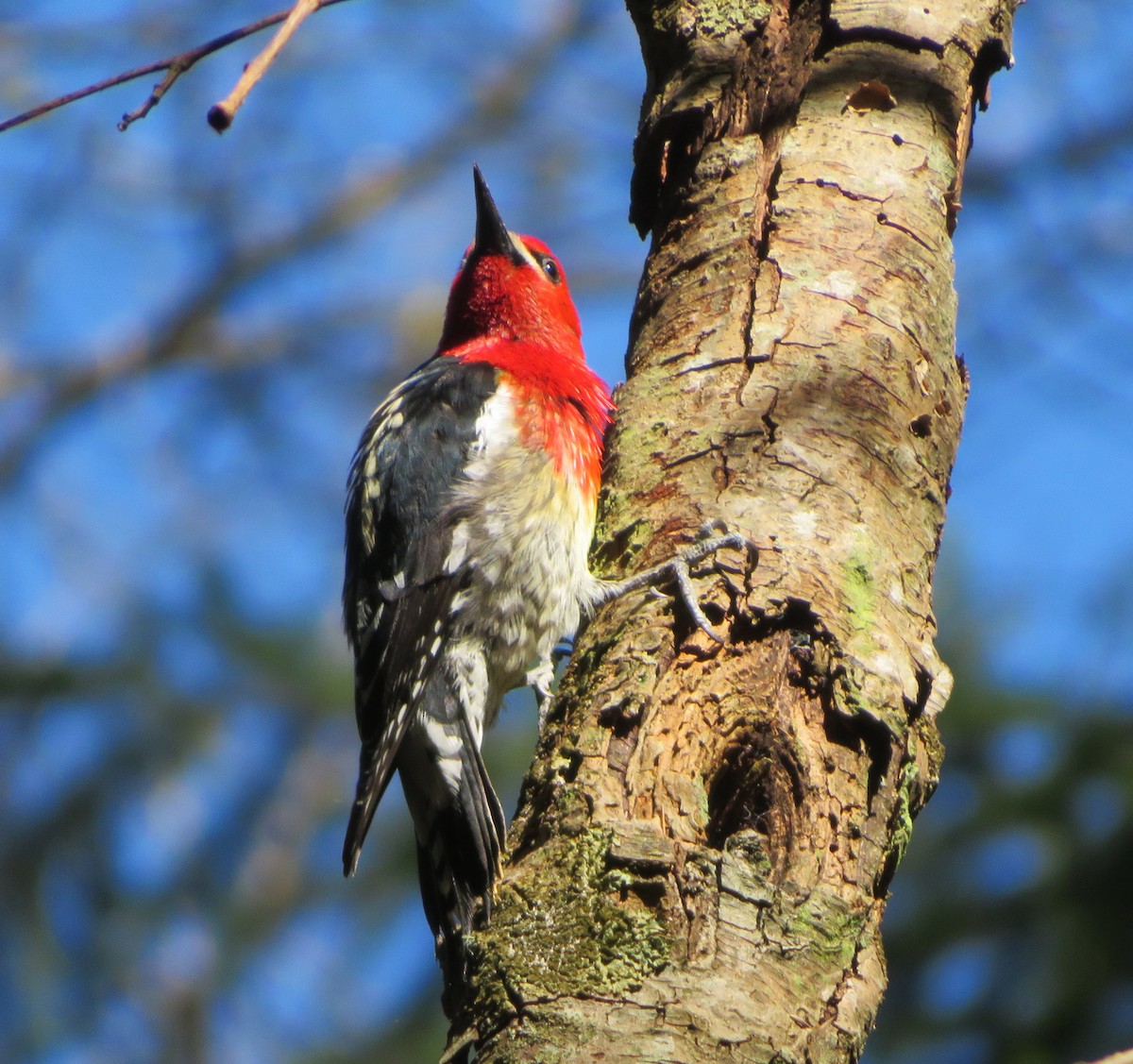 Red-breasted Sapsucker - ML617631206