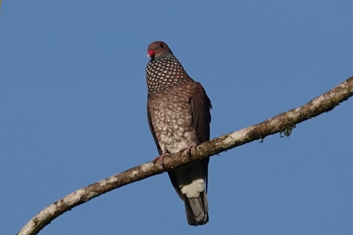 Scaled Pigeon - ML617631220