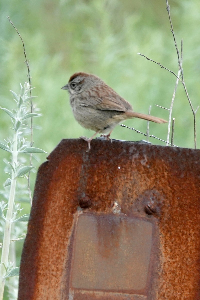 Rufous-crowned Sparrow - ML617631251