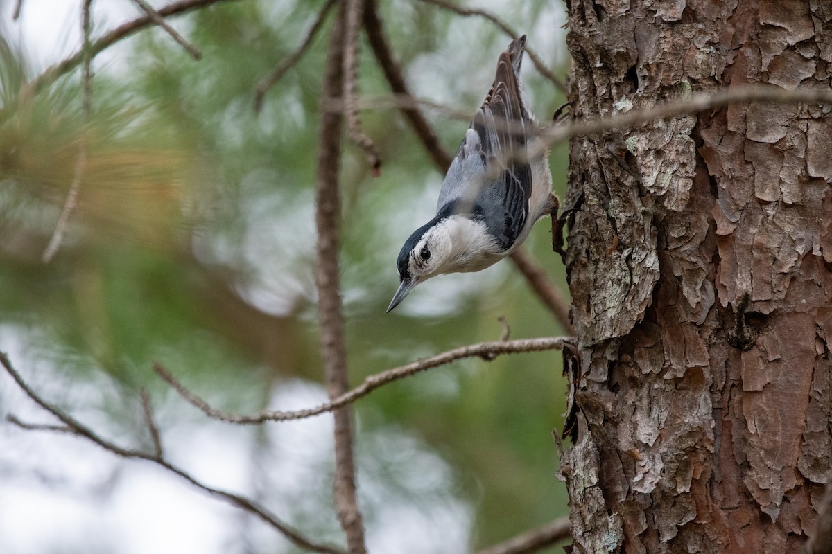 White-breasted Nuthatch - ML617631256