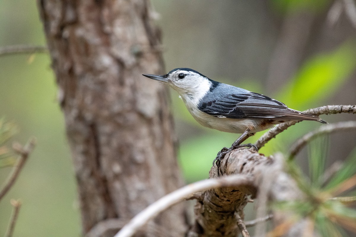 White-breasted Nuthatch - ML617631257