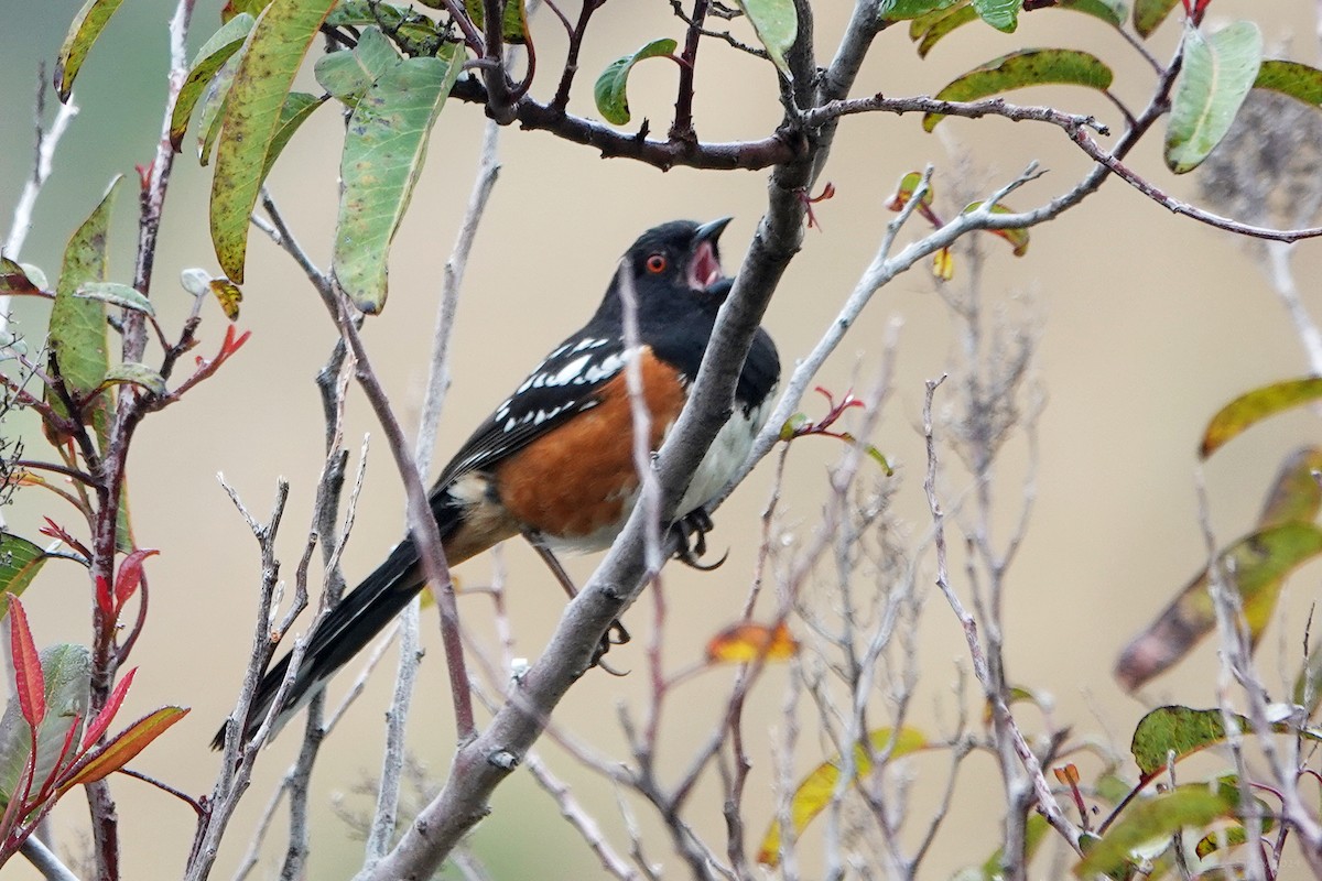 Spotted Towhee - ML617631312