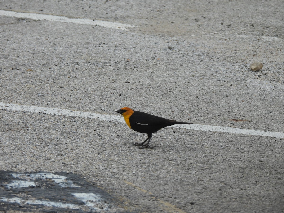 Yellow-headed Blackbird - Charley Amos