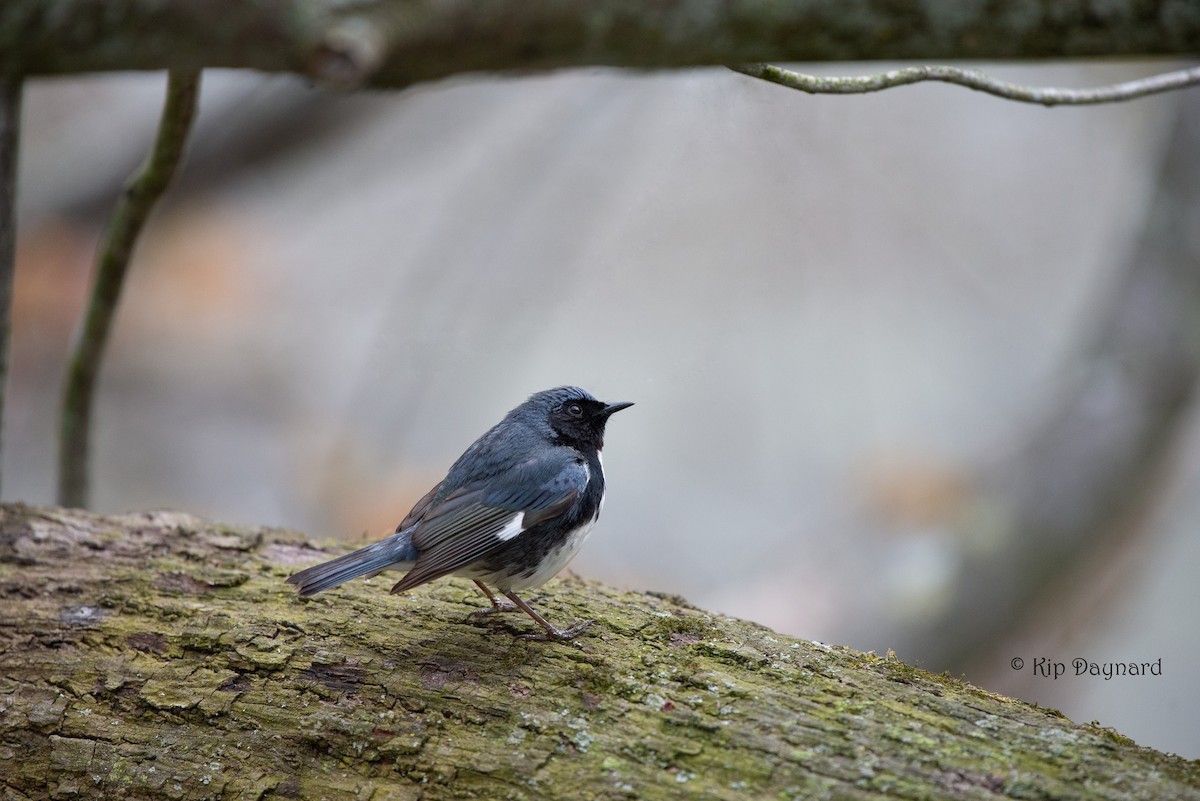 Black-throated Blue Warbler - Kip Daynard