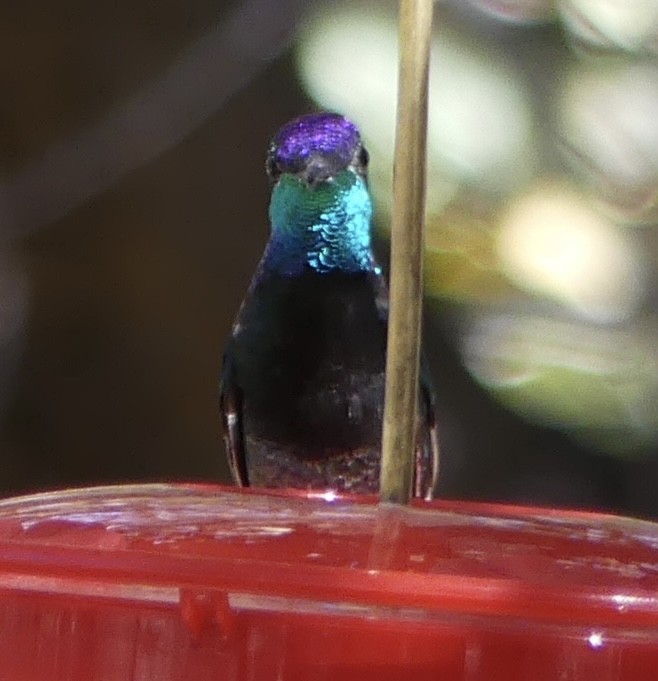 kolibřík skvostný - ML617631361