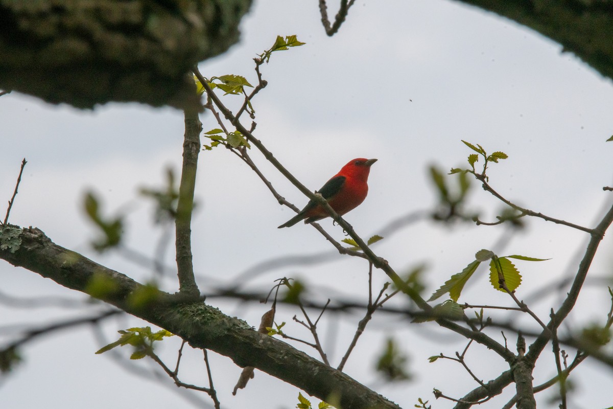 Scarlet Tanager - ML617631393