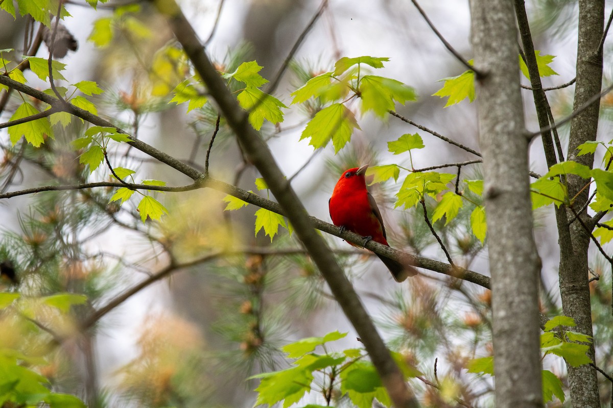Scarlet Tanager - ML617631394