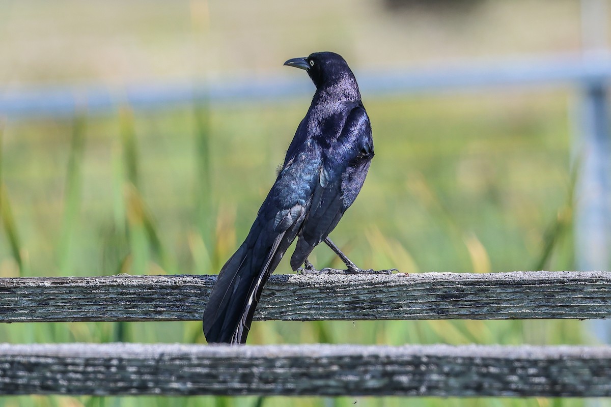 Great-tailed Grackle - ML617631461