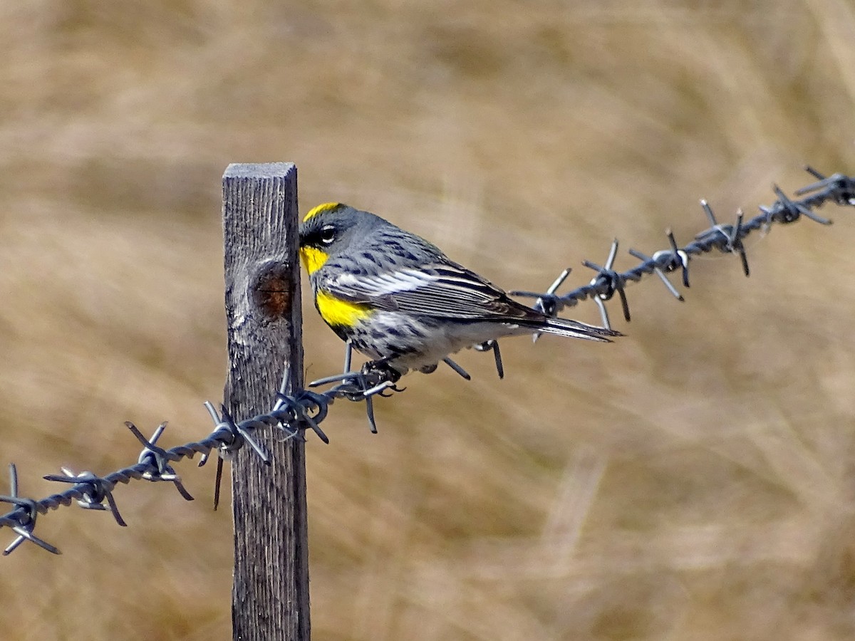 Yellow-rumped Warbler (Audubon's) - ML617631475