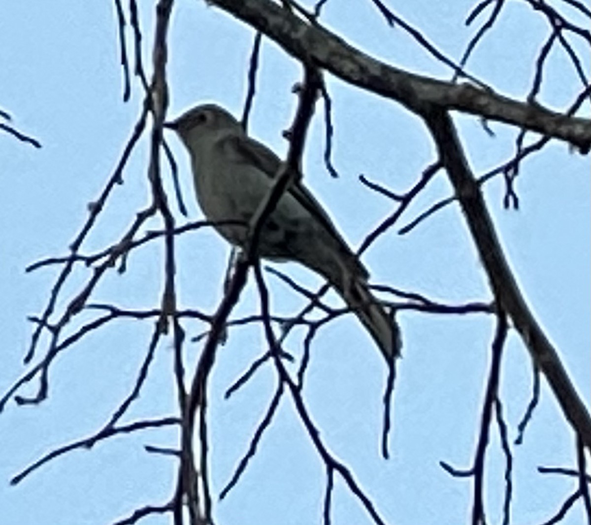 Townsend's Solitaire - ML617631483