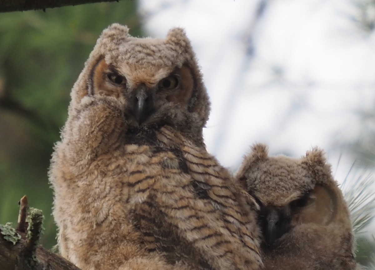 Great Horned Owl - ML617631525